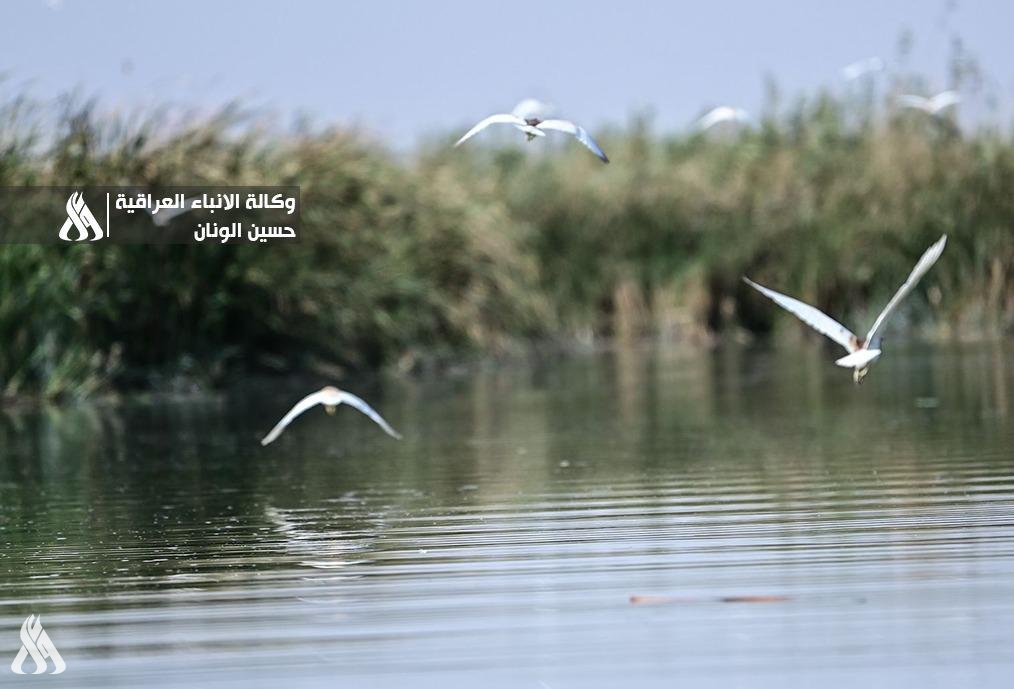 البيئة: عقوبات قانونية بالغرامة والسجن بحق مرتكبي الصيد الجائر